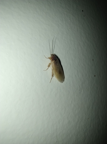 Eremoblatta subdiaphana