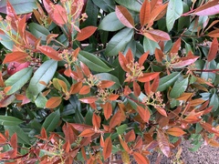 Photinia × fraseri