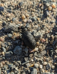 Meloe rugosus