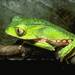 White-lined Leaf Frog - Photo (c) Smithsonian Institution, National Museum of Natural History, Department of Vertebrate Zoology, Division of Amphibians & Reptiles, some rights reserved (CC BY-NC-SA)