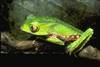 White-lined Leaf Frog - Photo (c) Smithsonian Institution, National Museum of Natural History, Department of Vertebrate Zoology, Division of Amphibians & Reptiles, some rights reserved (CC BY-NC-SA)