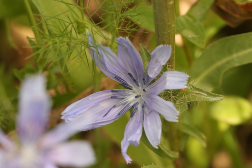 Cichorium endivia, photograph 5