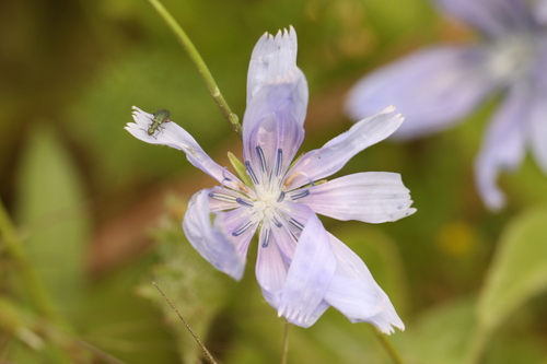 Cichorium endivia, photograph 6