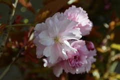 Prunus campanulata