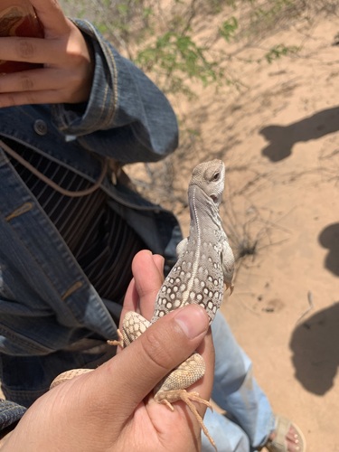 Desert Iguana