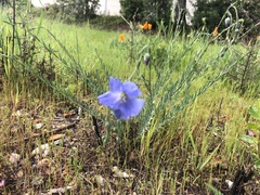 Linum pratense