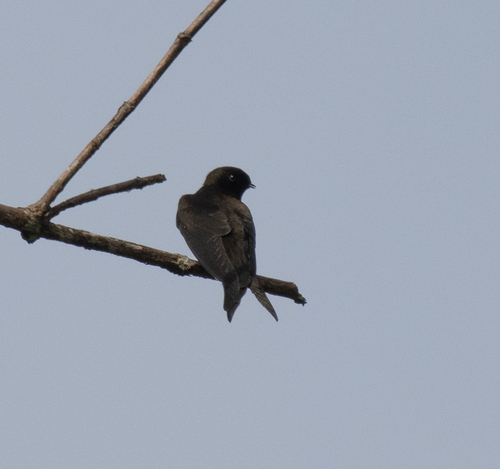 Black Saw-wing (Psalidoprocne pristoptera), photo 1