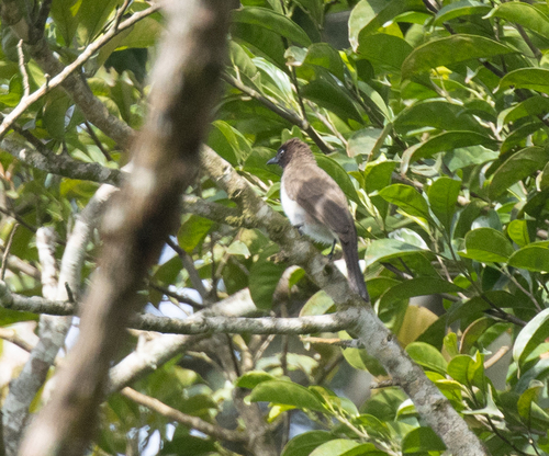 Common Bulbul