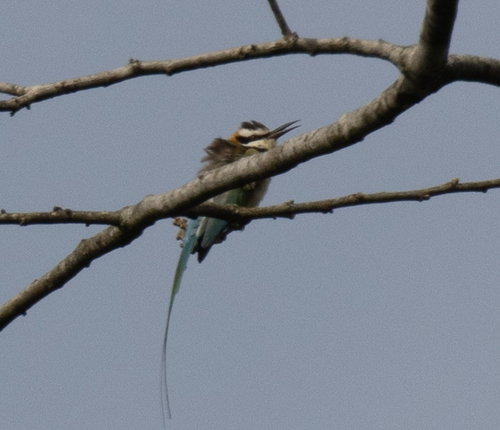 White-throated Bee-eater