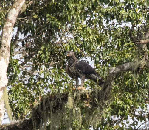 Crowned Eagle (Stephanoaetus coronatus), photo 5