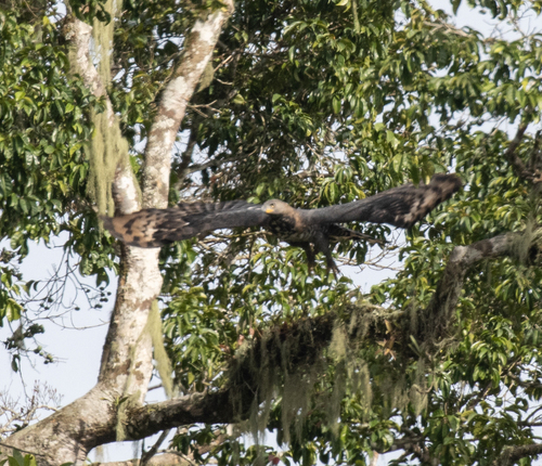 Crowned Eagle (Stephanoaetus coronatus), photo 6