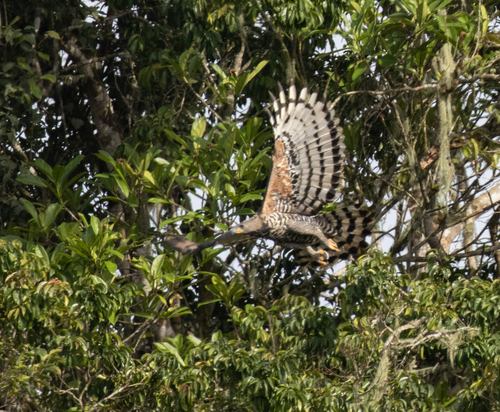 Crowned Eagle (Stephanoaetus coronatus), photo 10