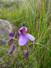 Utricularia reniformis