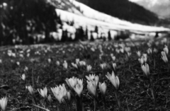 (c) Oleg Kosterin, some rights reserved (CC BY) Crocus alatavicus, photograph (c) Oleg Kosterin, some rights reserved (CC BY)