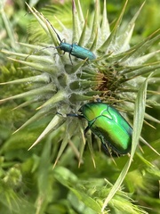Protaetia cuprea ignicollis
