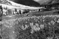 (c) Oleg Kosterin, some rights reserved (CC BY) Crocus alatavicus, photograph (c) Oleg Kosterin, some rights reserved (CC BY)