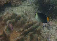 Chaetodontoplus mesoleucus