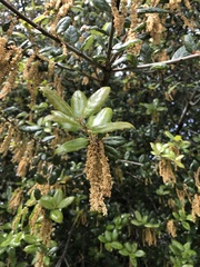 Quercus agrifolia