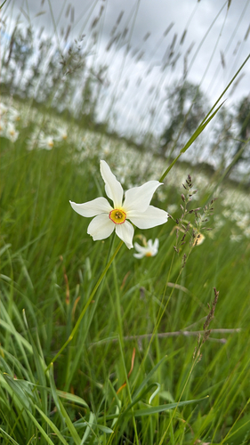 Poet's Narcissus