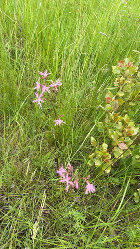 ragged-robin