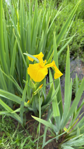 Yellow Iris