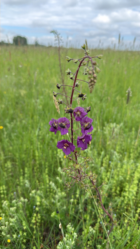 Purple Mullein