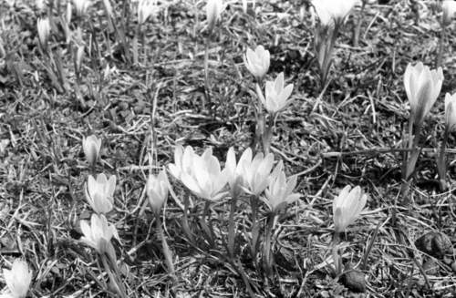 Crocus alatavicus, photograph 5