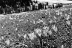 (c) Oleg Kosterin, some rights reserved (CC BY) Crocus alatavicus, photograph (c) Oleg Kosterin, some rights reserved (CC BY)