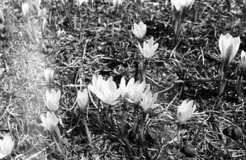 Crocus alatavicus, photograph 3