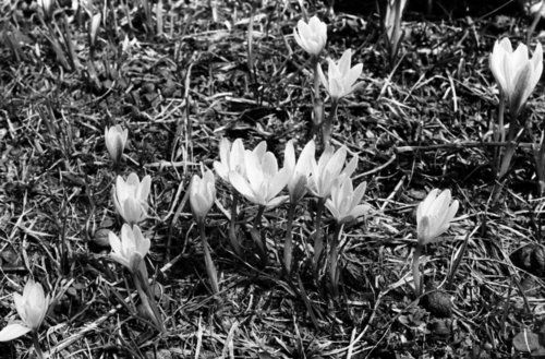 Crocus alatavicus