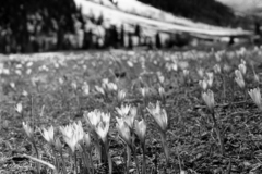 Crocus alatavicus, photograph (c) Oleg Kosterin, some rights reserved (CC BY)