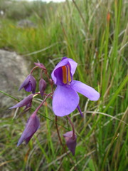 Utricularia reniformis