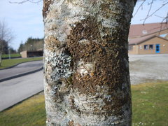 Melanohalea exasperata