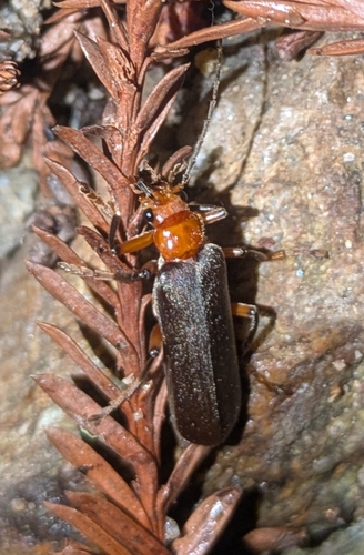 Brown Leather Wing Beetle photo 3