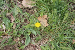 Taraxacum officinale