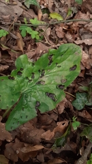 Melanustilospora ari