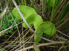 Utricularia reniformis