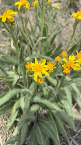 Senecio integerrimus var. scribneri