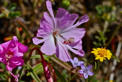 Clarkia breweri