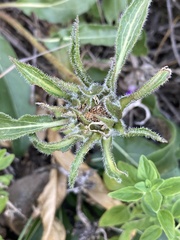 (c) Adam J. Searcy, some rights reserved (CC BY) Helianthella castanea, photograph (c) Adam J. Searcy, some rights reserved (CC BY)