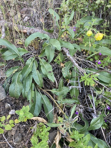 Helianthella castanea, photograph 5