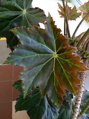 Begonia manicata