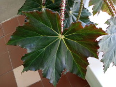 Begonia manicata
