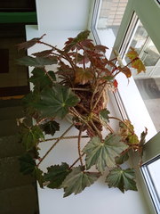 Begonia manicata