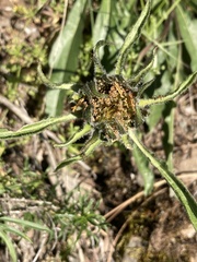 (c) Adam J. Searcy, some rights reserved (CC BY) Helianthella castanea, photograph (c) Adam J. Searcy, some rights reserved (CC BY)