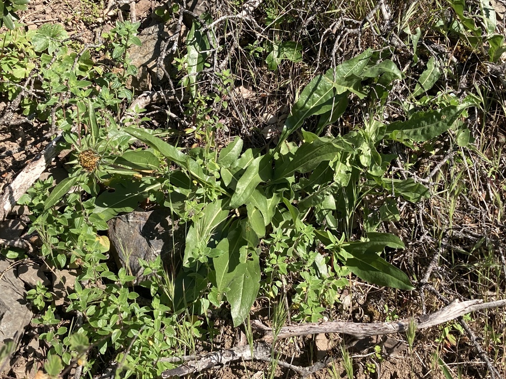 Helianthella castanea; photograph (c) Adam J. Searcy, some rights reserved (CC BY)