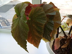 Begonia lucerna