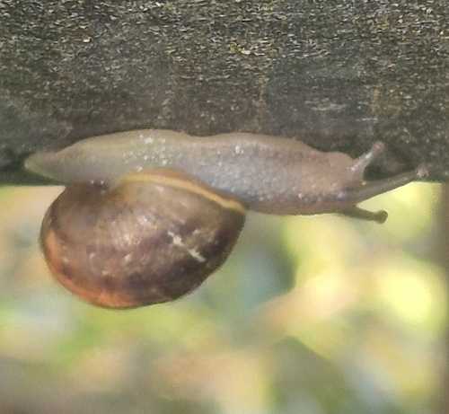 Cornu aspersum