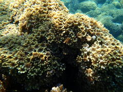 Clavularia