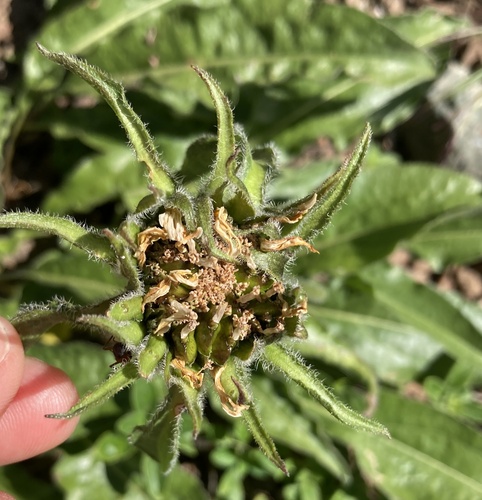 Helianthella castanea, photograph 2
